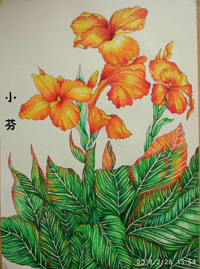 马克笔 花卉(临摹)