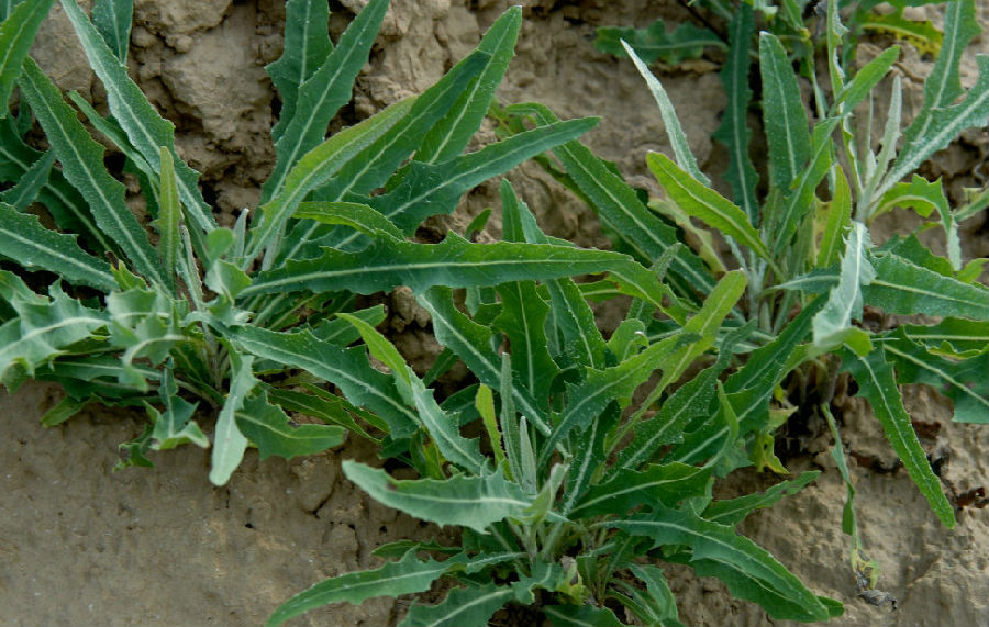   (这叫"臭根子",也叫"折耳根")