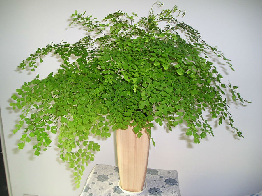 适合摆放在家里的18种健康植物(1)