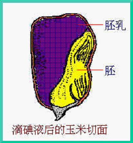 玉米内部结构图图片