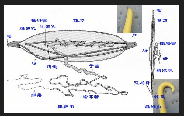 蛔虫的身体结构示意图图片