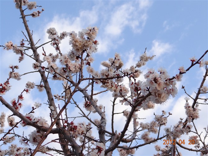 我家的杏樹開花了