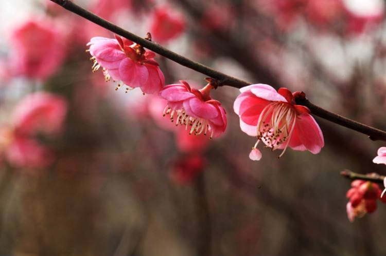 有關梅花的花語及有關梅花的花語及象徵寓意,我來詮釋!