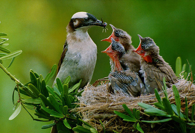母爱永恒之动物篇